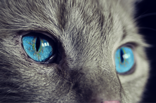 Olhar do Gato de Olhos Azuis