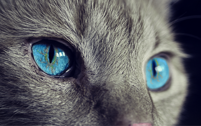 Olhar do Gato de Olhos Azuis