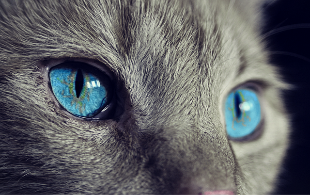 Saúde em Gatos Exóticos: Problemas Comuns