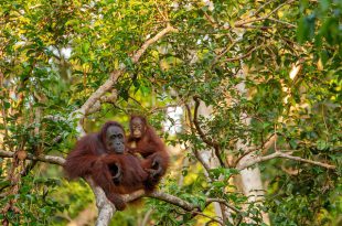 Orangotango de Bornéu com seu Filhote