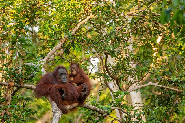Orangotango de Bornéu com seu Filhote 