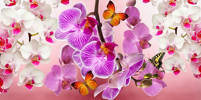 Orquídeas Coloridas