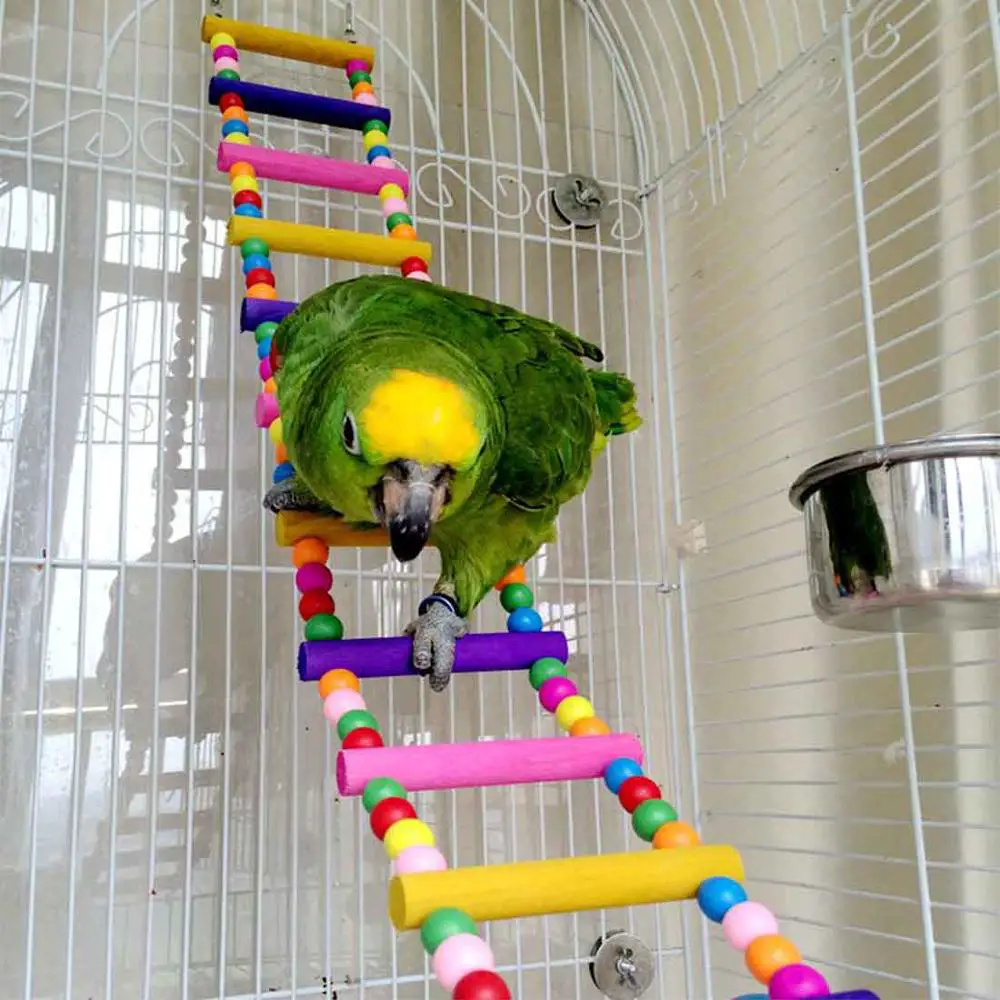 Papagaio Descendo Escada Colorida