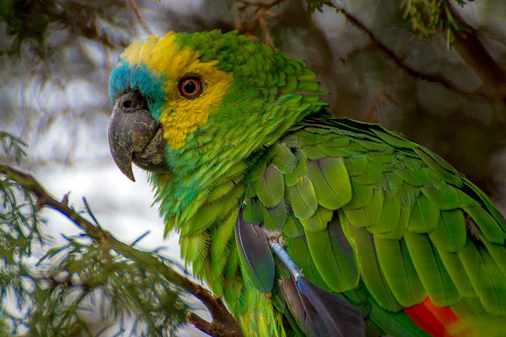 Papagaio de Perfil