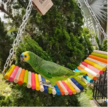 Papagaio em uma Rede Colorida