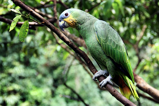 Loro en la naturaleza
