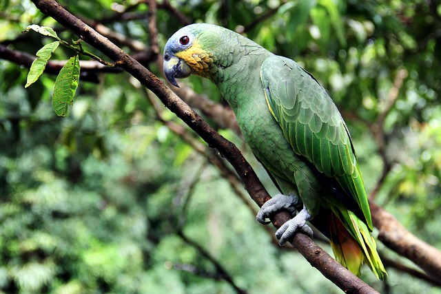 Papagaio na Natureza 