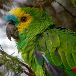 Papagaio na Natureza