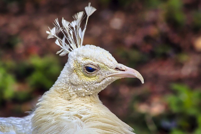 Pavão Albino