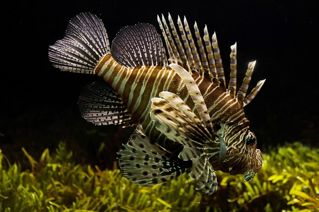 Peixe Leão Listrado Amarelo 