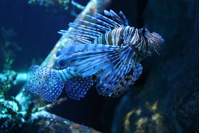 Peixe Leão Listrado Azul