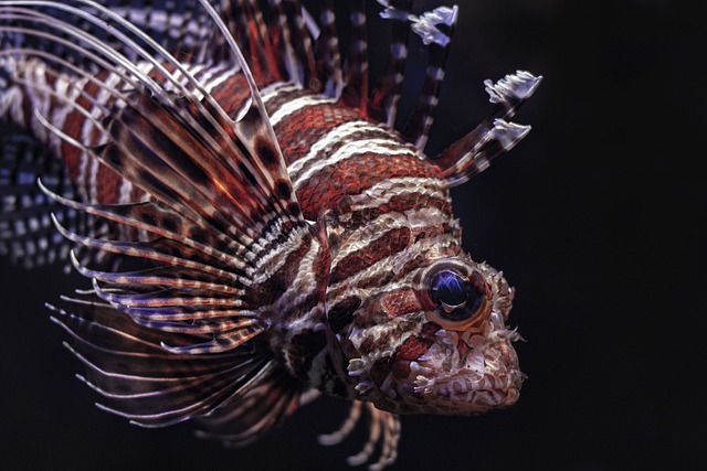 Peixe Leão Listrado Vermelho