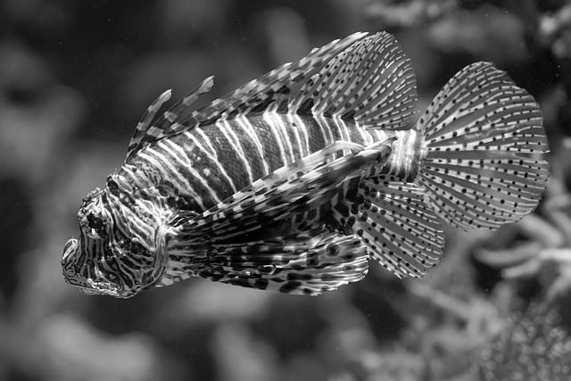 Peixe Leão em Preto e Branco 