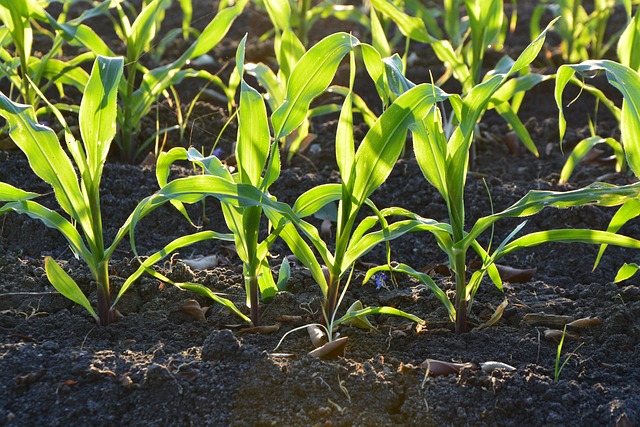 Plantação de Milho em Terra Vegetal 