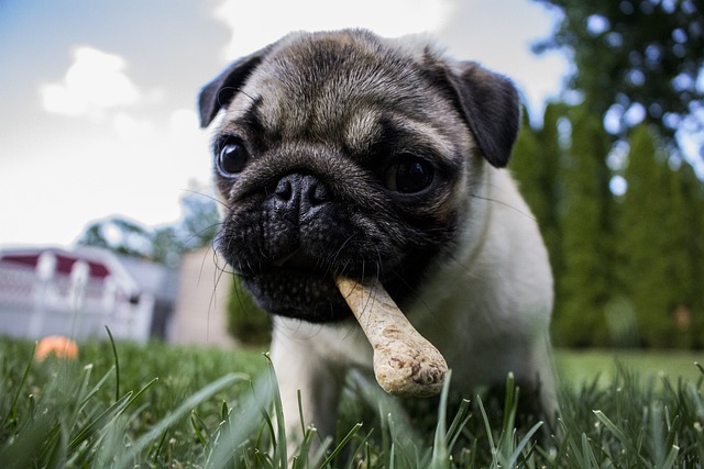 Pug con golosina en la boca