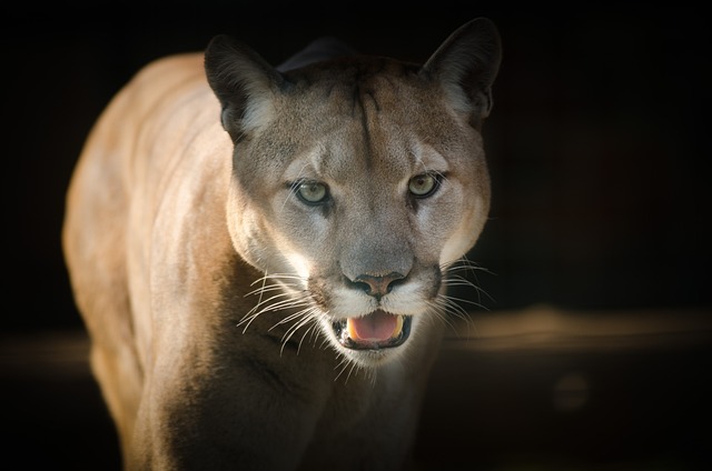 Puma Feroz