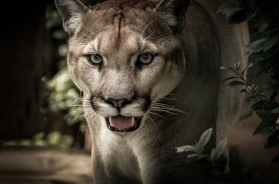 Puma na Natureza