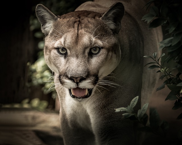 Puma en la naturaleza