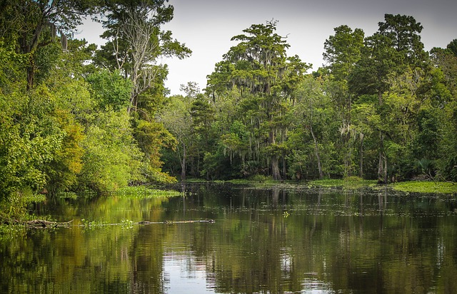 Rio no Pantanal 