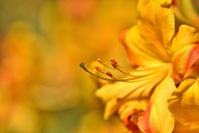 Rododendro Laranja