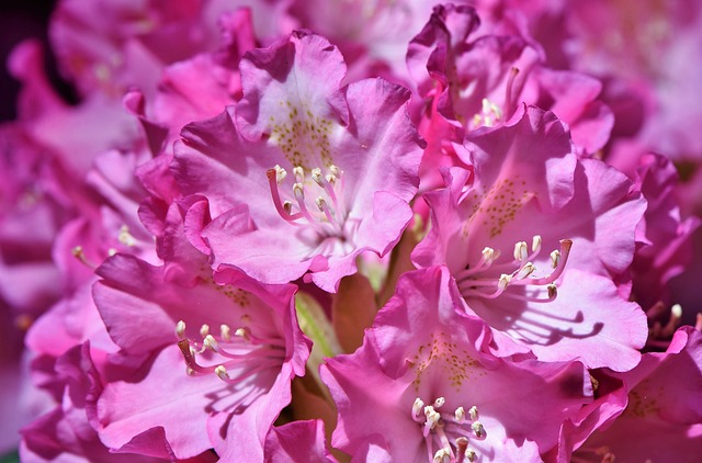 Rododendro Rosa