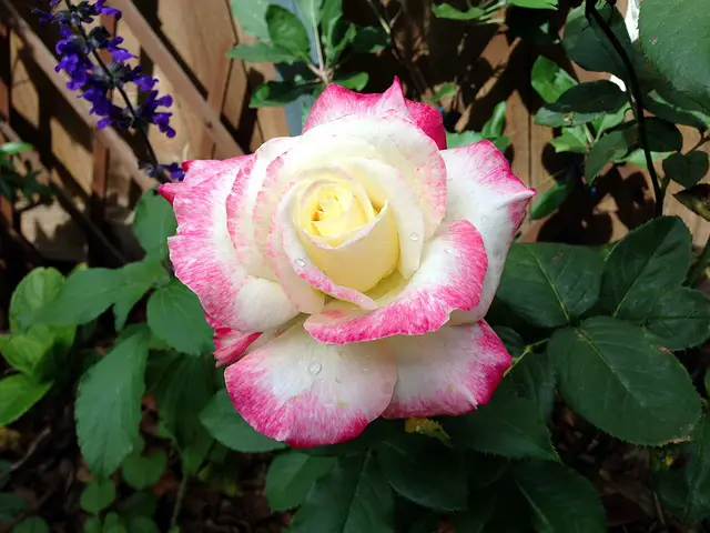 Rosa Double Delight 
