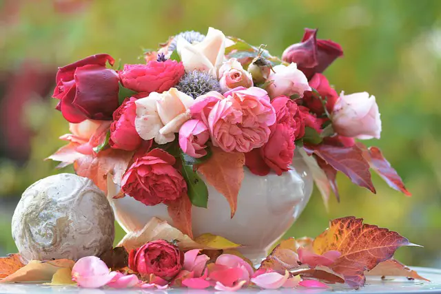 Rosas Coloridas em Vasos 