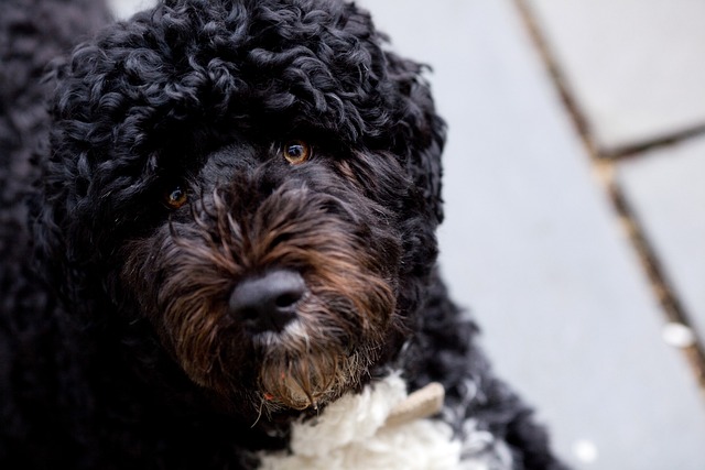 Rosto do Cão de Água Português 