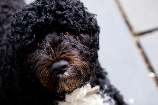 Cão de Água Português no Gramado