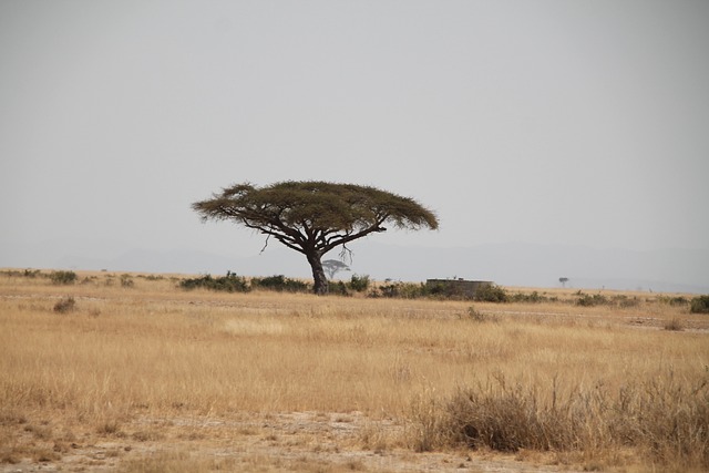 Savana Africana