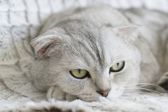 Scottish Fold 