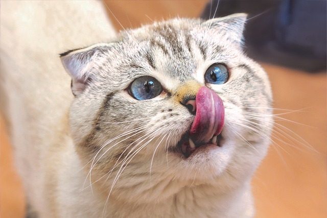 Scottish Fold com a Língua de Fora 