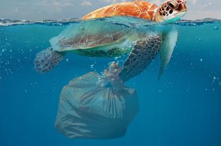 Tartaruga no Mar Presa a Saco de Lixo