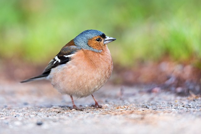 Tentilhão Comum na Natureza 