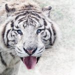 Tigre Branco