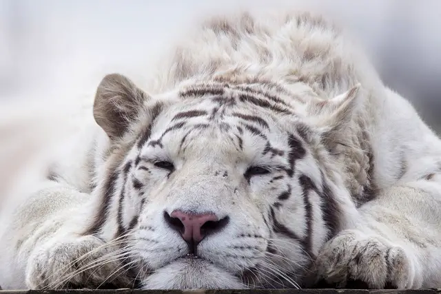 Tigre Branco Dormindo