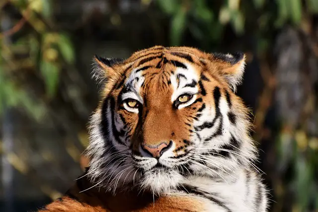 Tigre Siberiano 