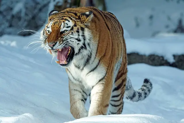 Tigre Siberiano na Neve 