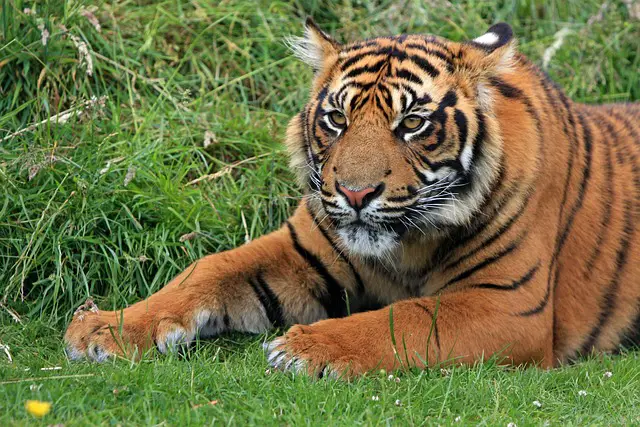 Tigre de Sumatra 