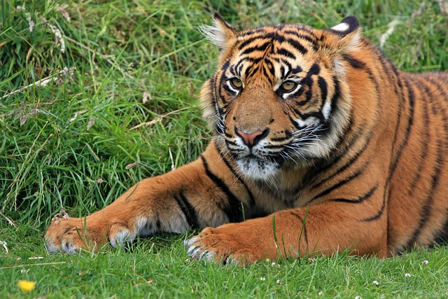 Tigre de Sumatra