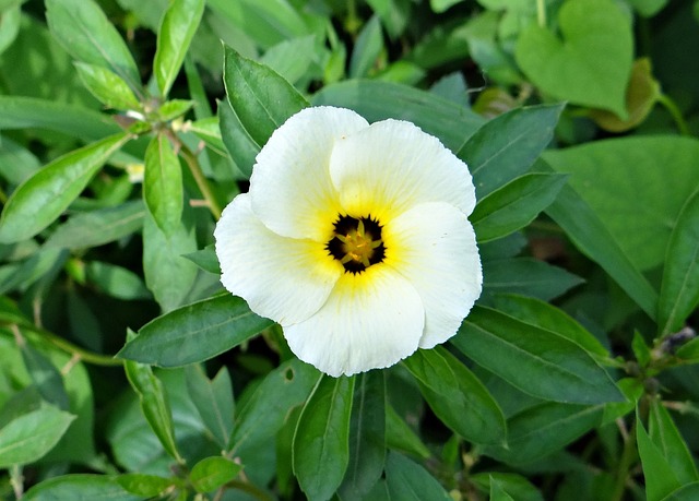 Turnera Subulata de Perto