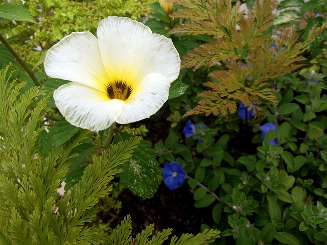 Turnera Subulata en la naturaleza