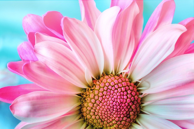 Uma Flor Cor de Rosa Vista de Perto