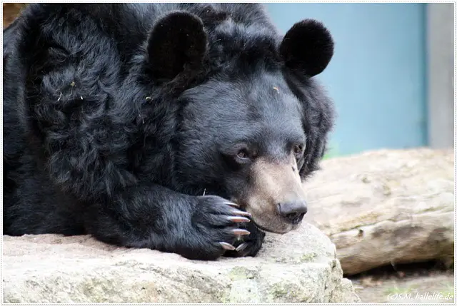 Urso Negro 