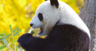 Urso Panda Comendo na Natureza