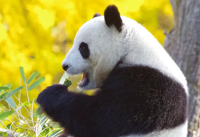 Urso Panda Comendo na Natureza 