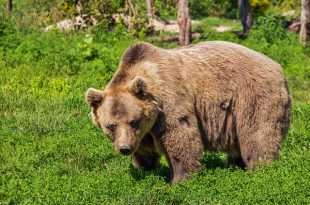 Urso Pardo na Natureza