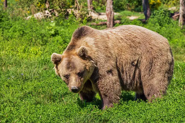 Urso Pardo na Natureza 
