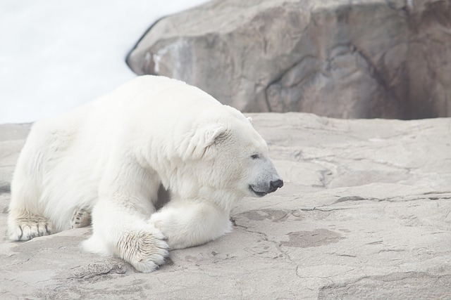 Urso Polar na Natureza