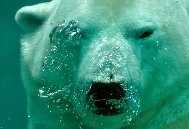 Urso Polar no Fundo da Água 